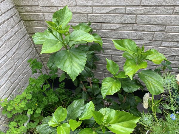 植え替えをしたハイビスカス