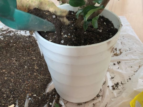 ハイビスカスを植え替えて植え付けている
