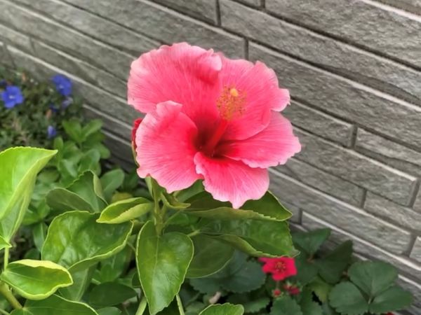 ハイビスカスの花