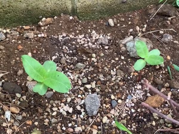 定植したひまわりの苗