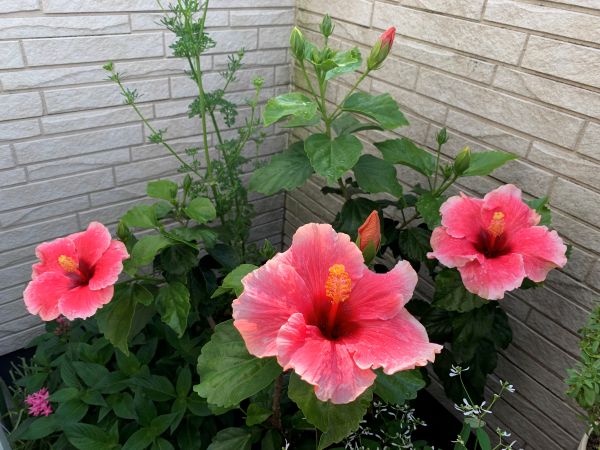 植え替え後にたくさん花がさくようになったハイビスカス