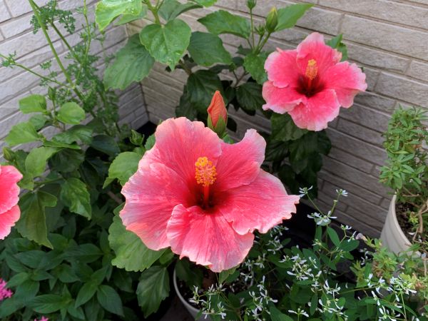 植え替え後のハイビスカスの花