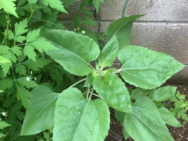 ひまわりのつぼみ