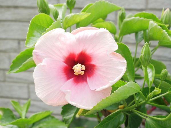 ハイビスカスの花