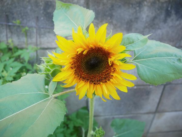 種から開花したひまわり