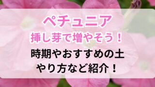 ペチュニアの花