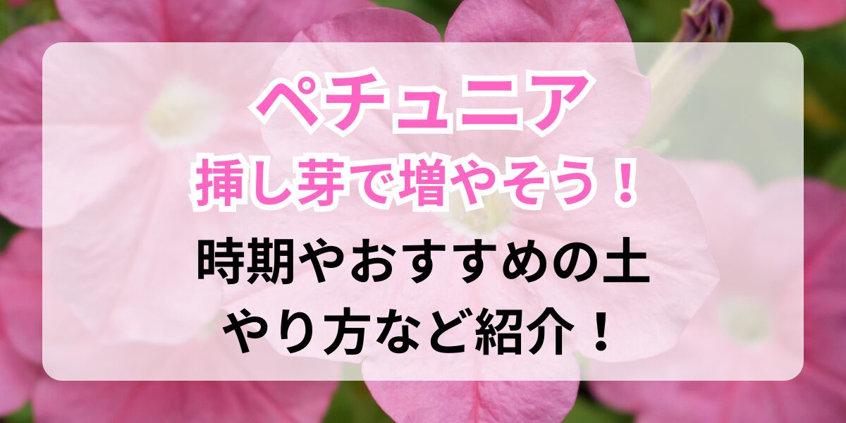 ペチュニアの花