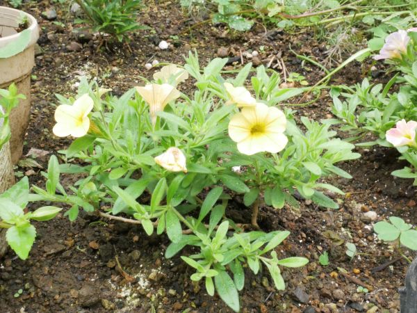 挿し芽で大きくなったカリブラコアミリオンベル