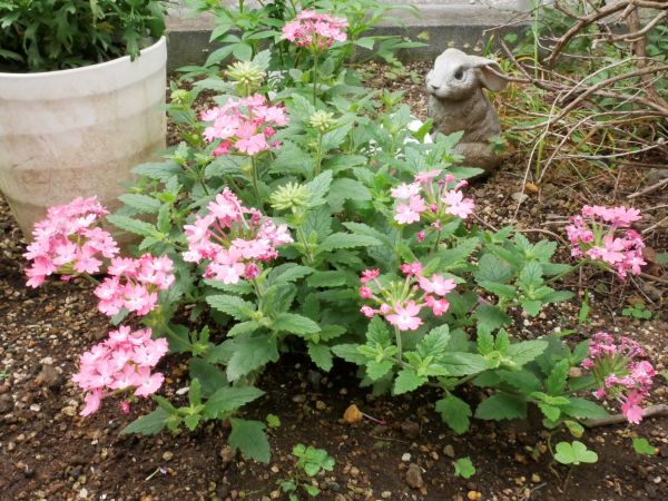 地植えをしたスーパーベナ