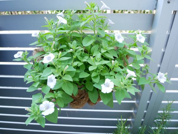 挿し芽で増やしたペチュニアのハンギング
