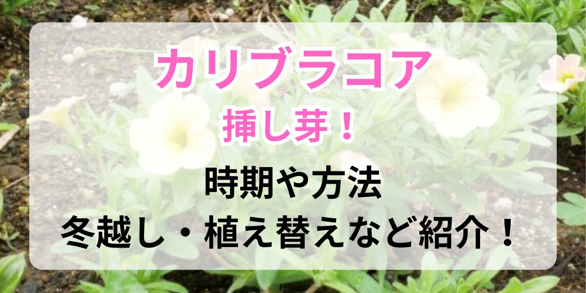 挿し芽から育てたミリオンベル