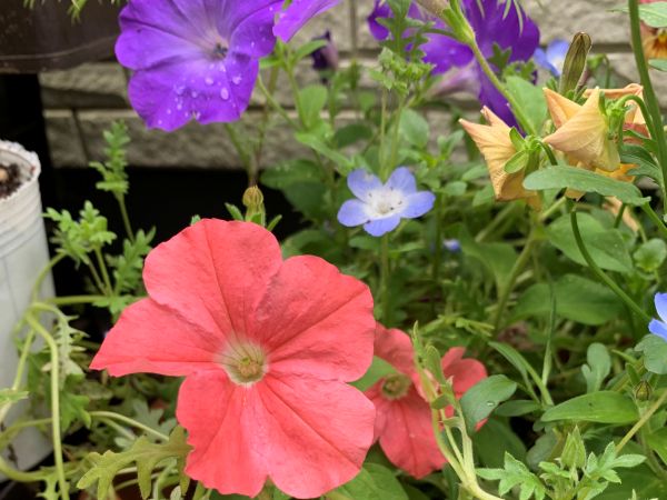 挿し芽から咲いたペチュニア