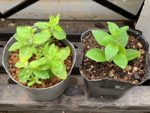 ペチュニアの挿し芽と発根した挿し芽