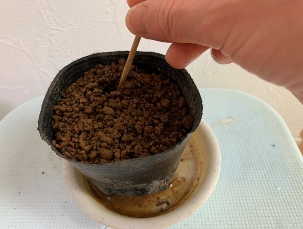 土に挿し穂を入れる穴を開けているところ