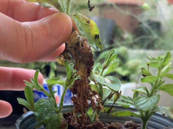 発根したペチュニアの挿し芽