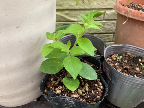 挿し芽で大きくなったペチュニア