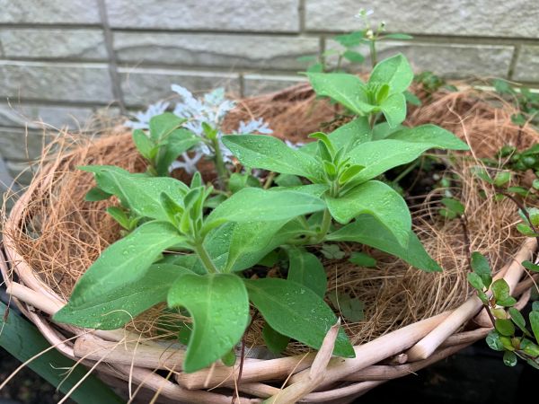 ペチュニアの寄せ植え