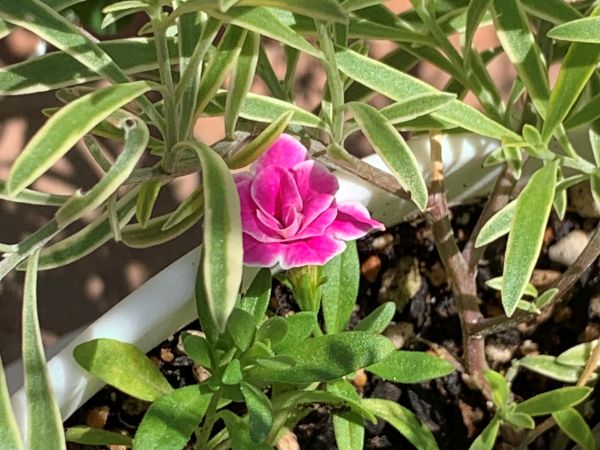 挿し芽のスーパーベル