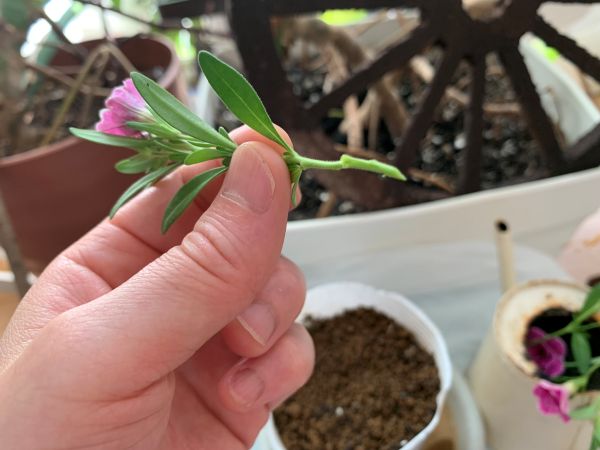 カリブラコアスーパーベルの挿し穂