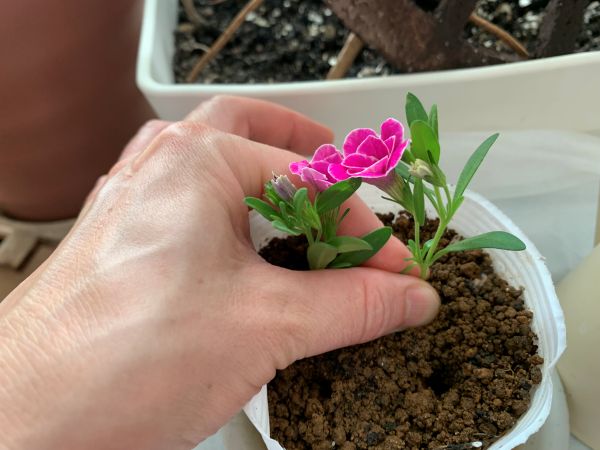 カリブラコアの挿し穂を土に挿しているところ