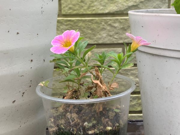 挿し芽にしたミリオンベルアンティークピーチ