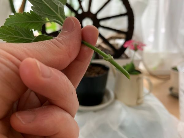 スーパーベナの挿し穂