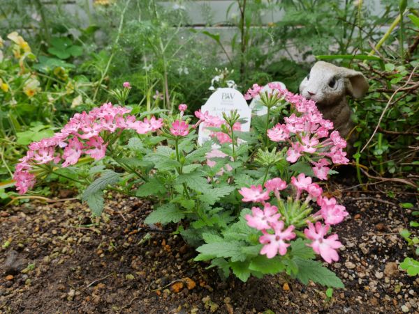 地植えで冬越し予定のスーパーベナ