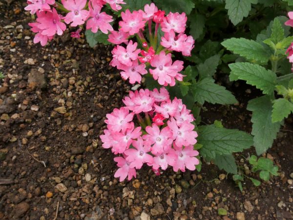 スーパーベナのお花