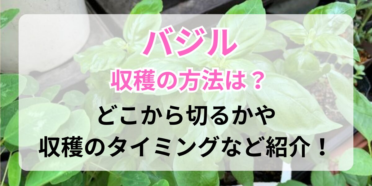 収穫前のバジル