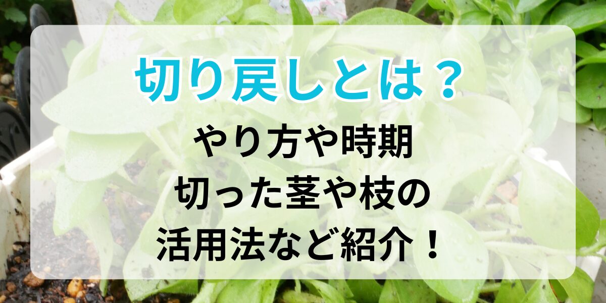 切り戻したペチュニア