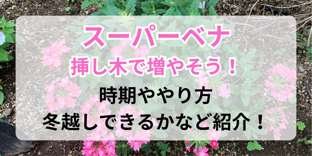 地植えで育てているスーパーベナ