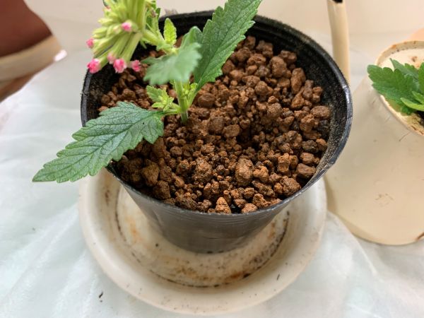 挿し穂を挿す穴をつくったところ