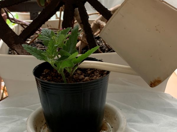 挿し木のあとの水やり