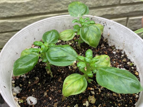 下から２節目で摘心をしてわき芽が出てきたバジル