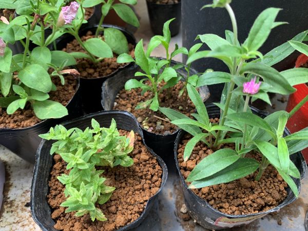 切り戻した茎を使って挿し芽にしたもの