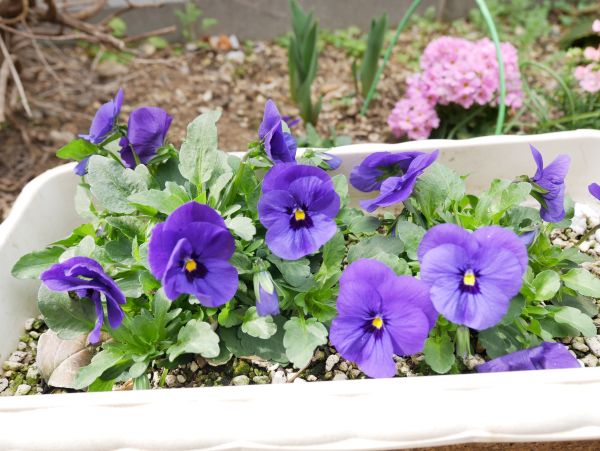 種から育てプランターに植えたビオラ