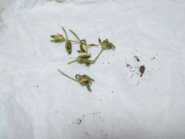 自家採取したペチュニアの種