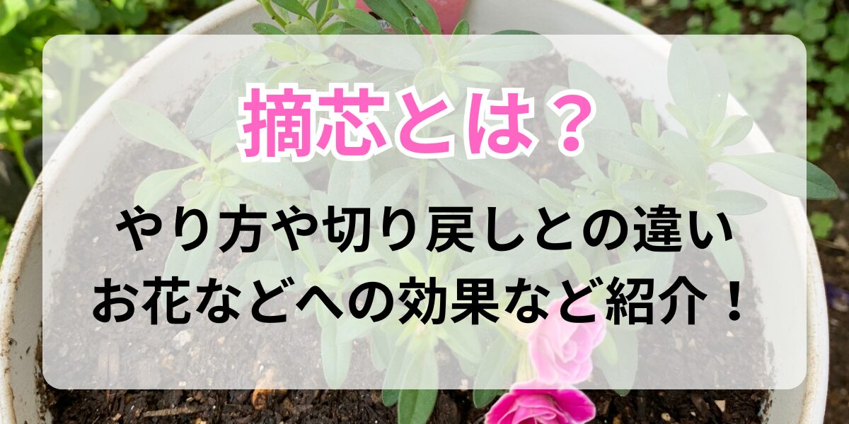 摘芯したスーパーベル