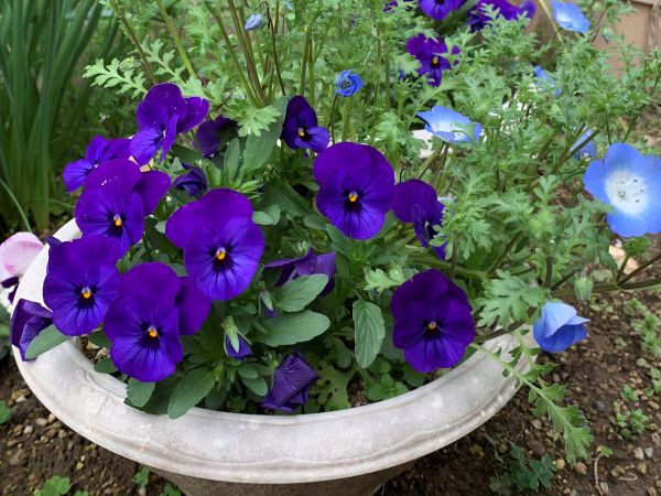 種まきから開花したビオラ
