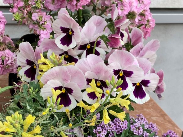 種まきから開花し満開になったパンジー