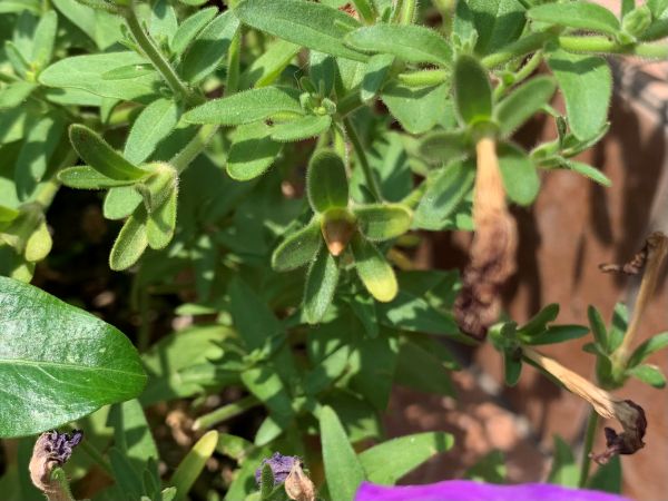 茶色になったペチュニアの種