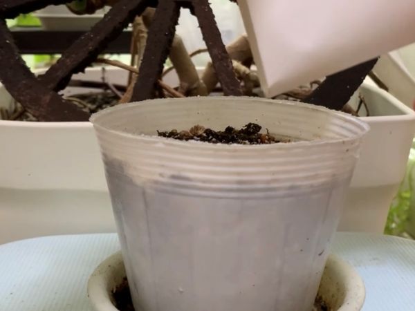 ビオラの種をまいているところ