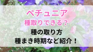 種ができてきたペチュニア
