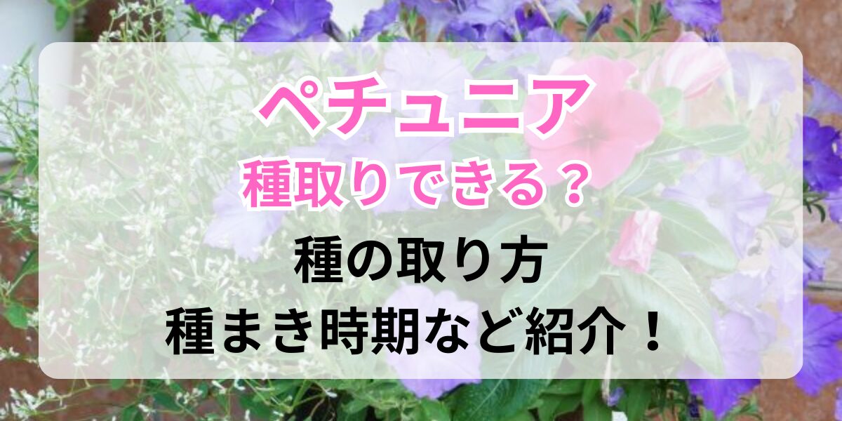 種ができてきたペチュニア