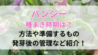 パンジーの種