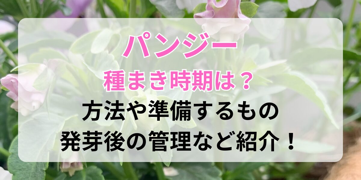 パンジーの種