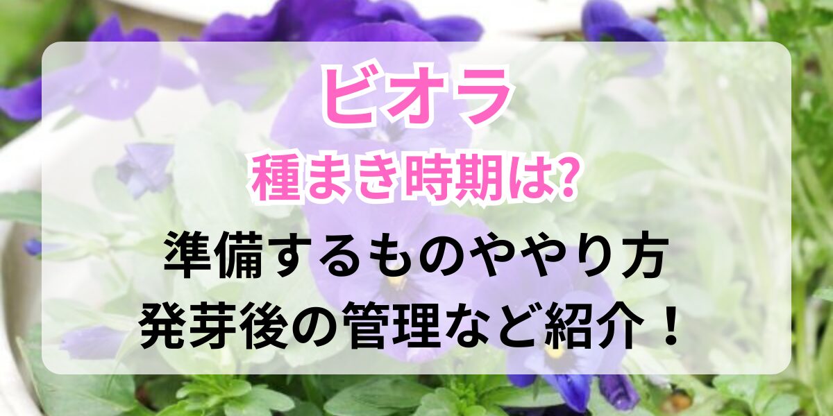 種まきして育てたビオラ