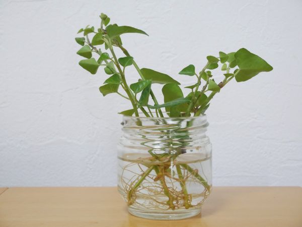 水挿しで発根したアイビー