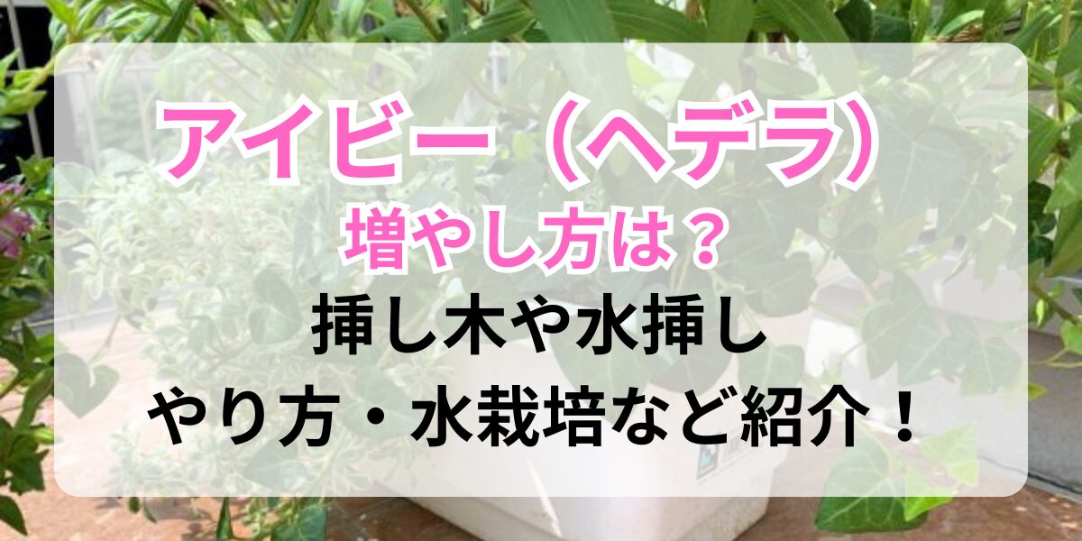 アイビーの親株