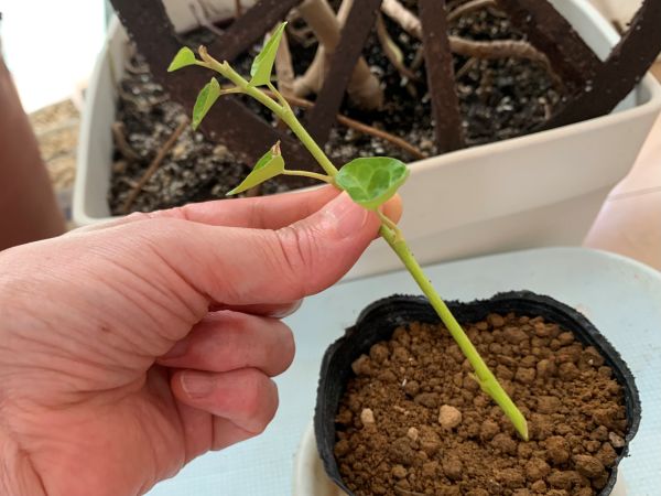 切り口を斜めにカットしたアイビーの挿し穂
